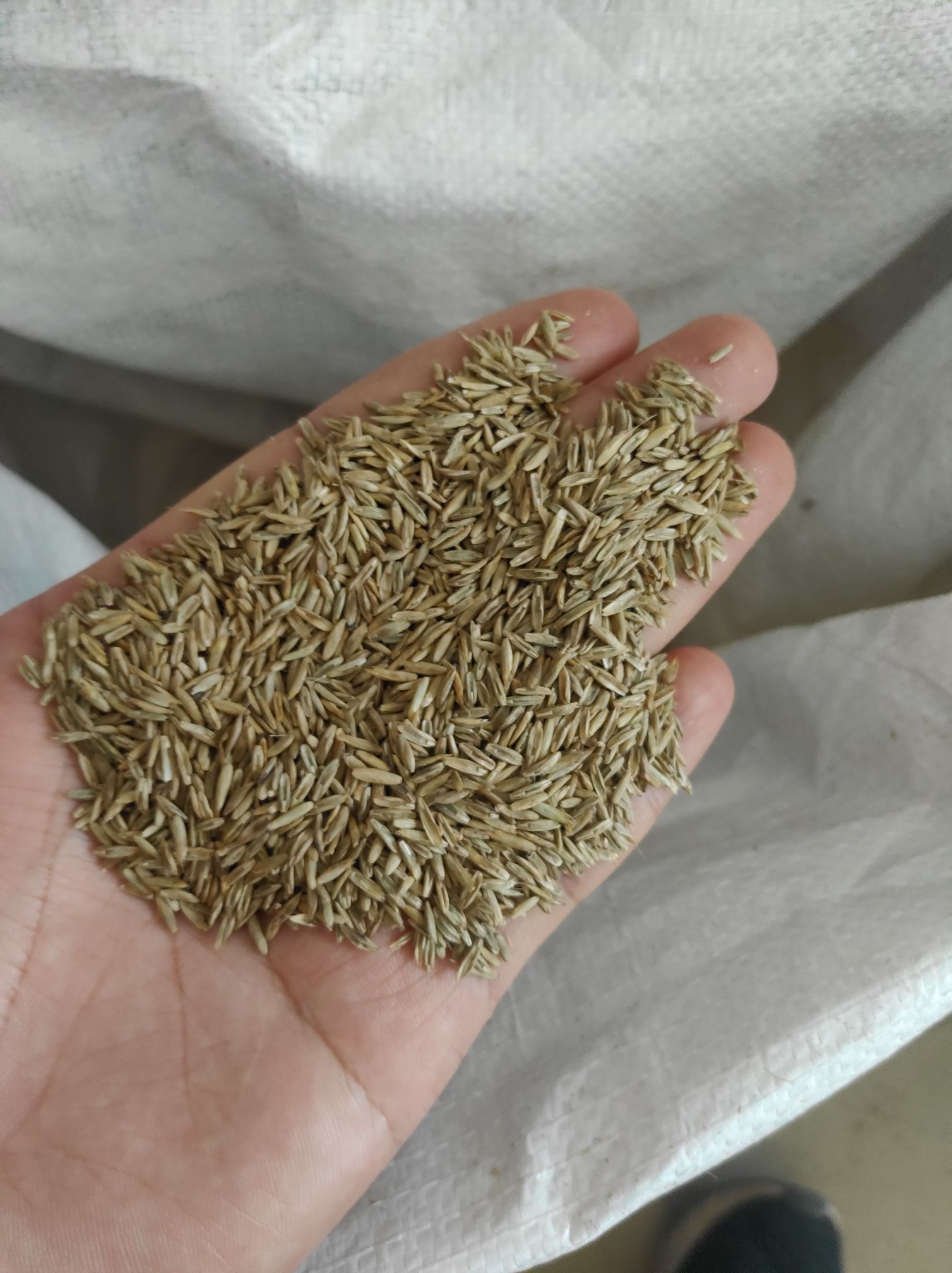  高羊茅种子