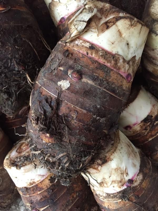 广西荔浦芋头 槟榔芋 香芋 香糯粉荔浦产地直供