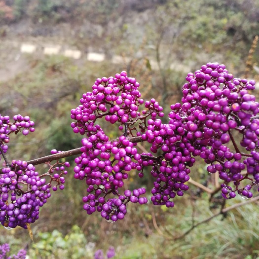 鎮(zhèn)遠(yuǎn)縣紫珠不僅可以入藥，還能做觀賞植物，種子出售