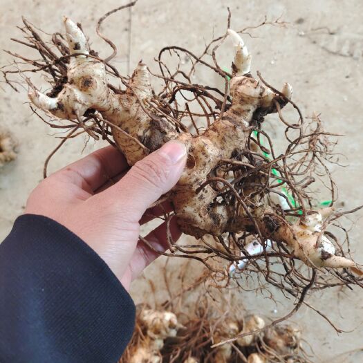 彭州市姜型黄精，多花黄精，甜黄精！