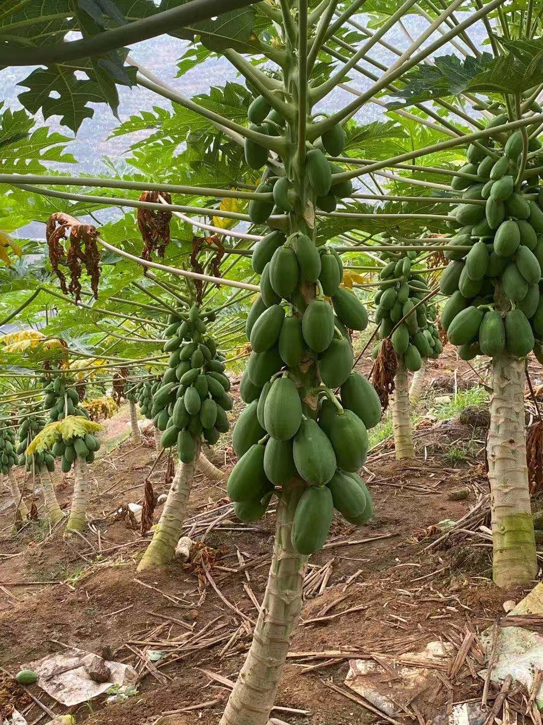 红心木瓜 一级果 