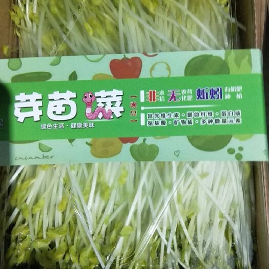 海口豌豆苗 产自海南海口火山口下纯有机芽苗菜