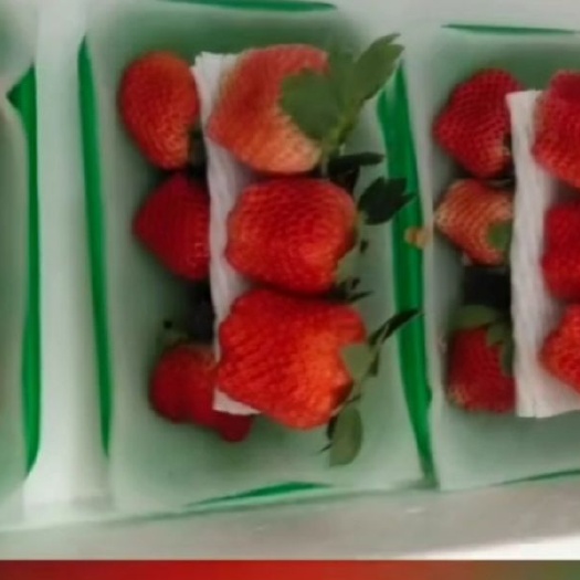 宁玉草莓 一手货源，确保质量