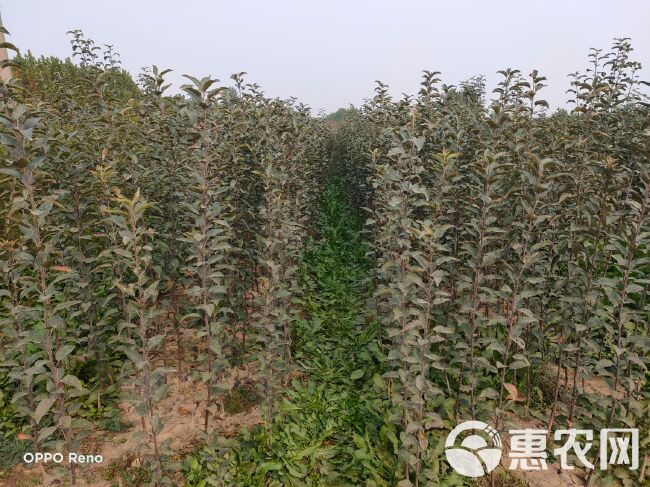 响富苹果苗 全红晚熟苹果苗苗 众成一号