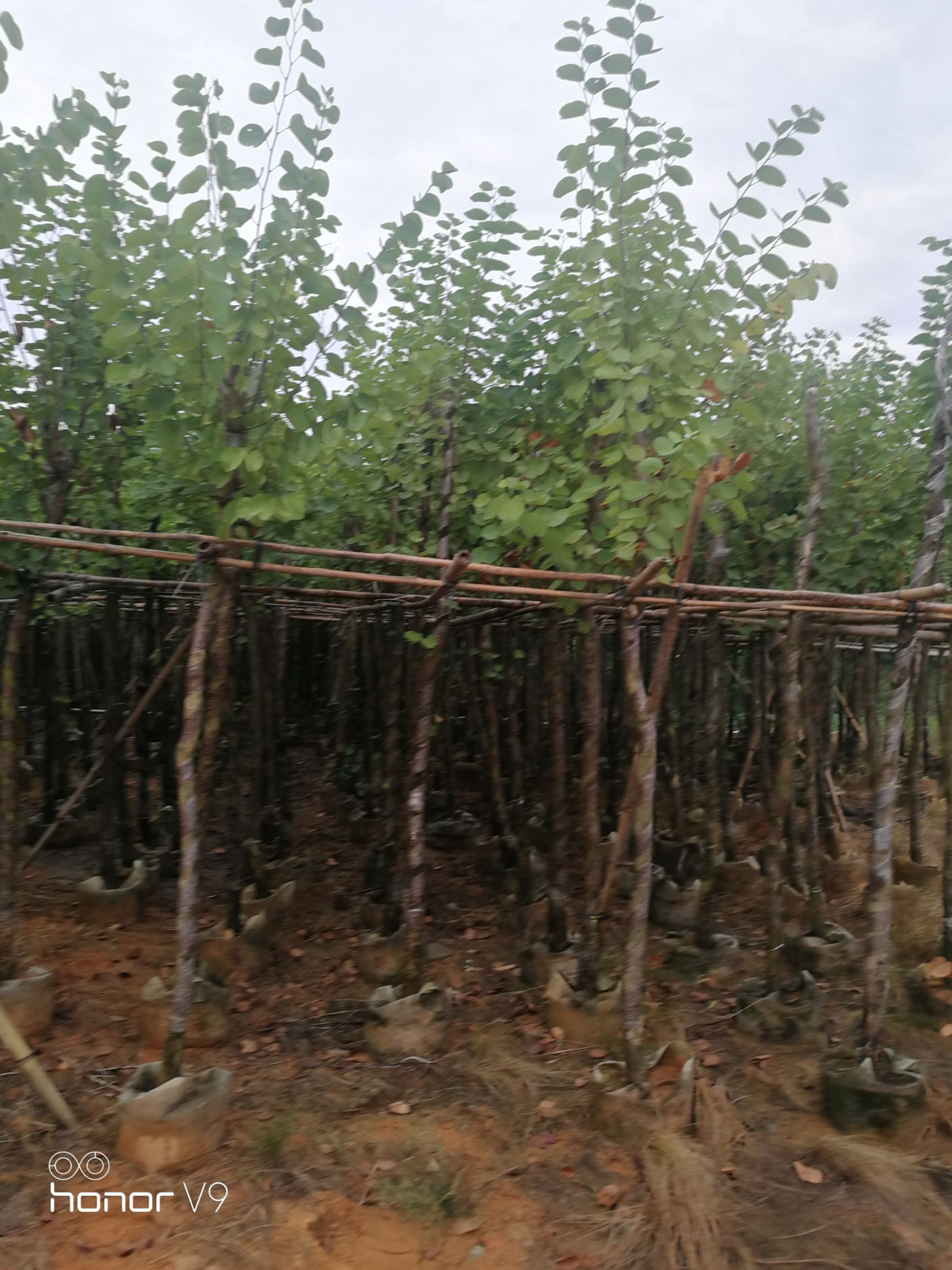 宮粉紫荊樹  綠化苗木宮粉紫荊