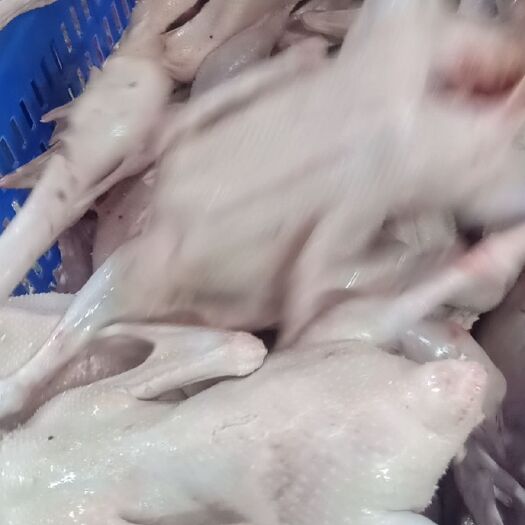 广汉市鹅肉类 新鲜商品肉肉价格美丽，欢迎咨询