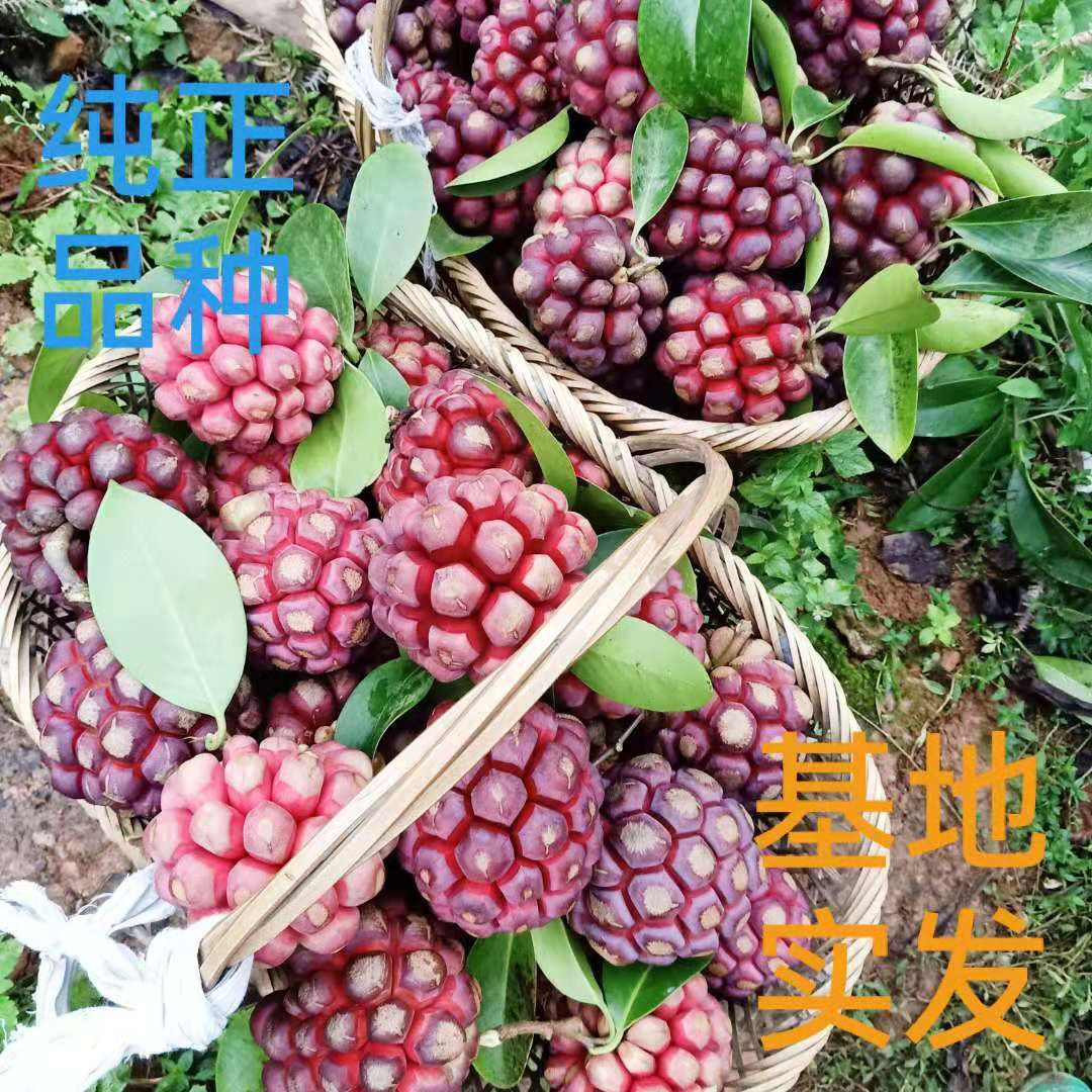 通道侗族自治县黑老虎种子  改良优质品种，粉红，紫红