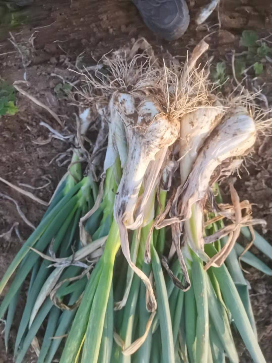 长白大葱，鸡腿大葱，葱头大，葱头白，也像鸡腿，质量好