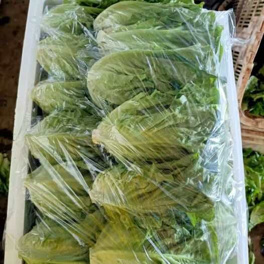 嵩明县青香油麦菜 稳定，精品，量大