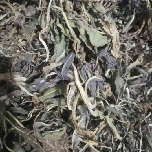 康保县 板蓝根大青叶