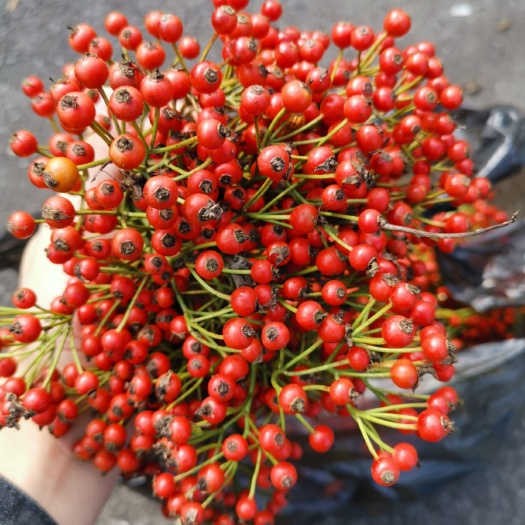 无刺蔷薇种子日本无刺蔷薇白花品种