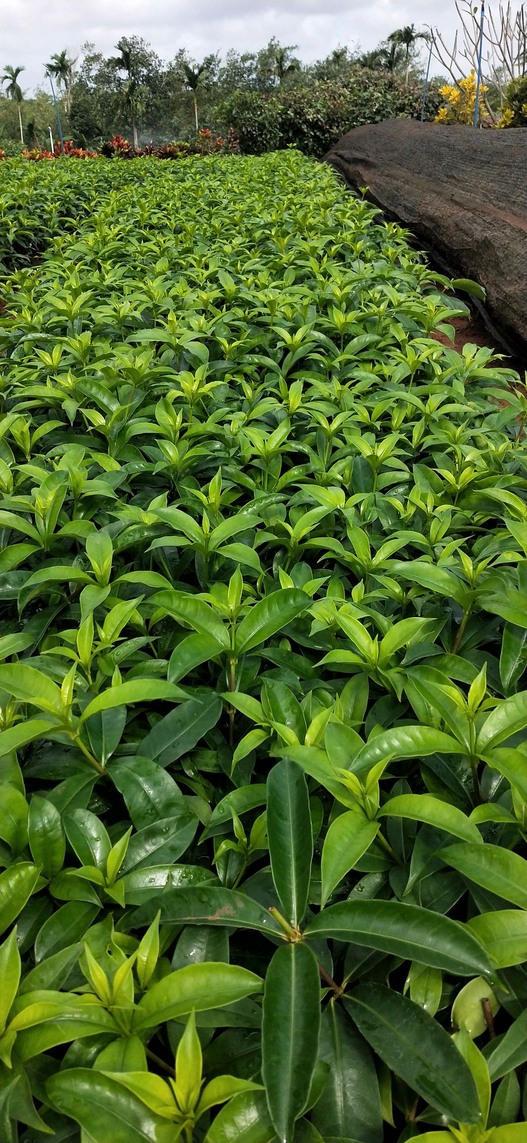  软枝黄蝉