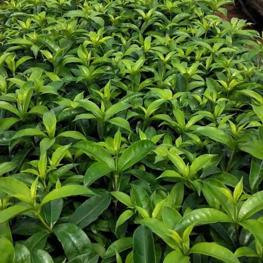  软枝黄蝉