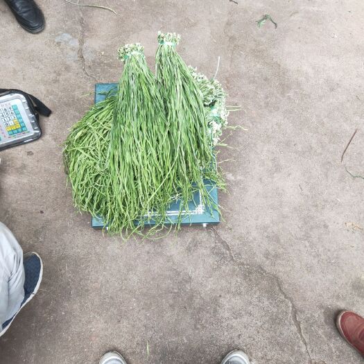 大理市苔干  云南贡菜，响菜，高原笋干，绿色蔬菜