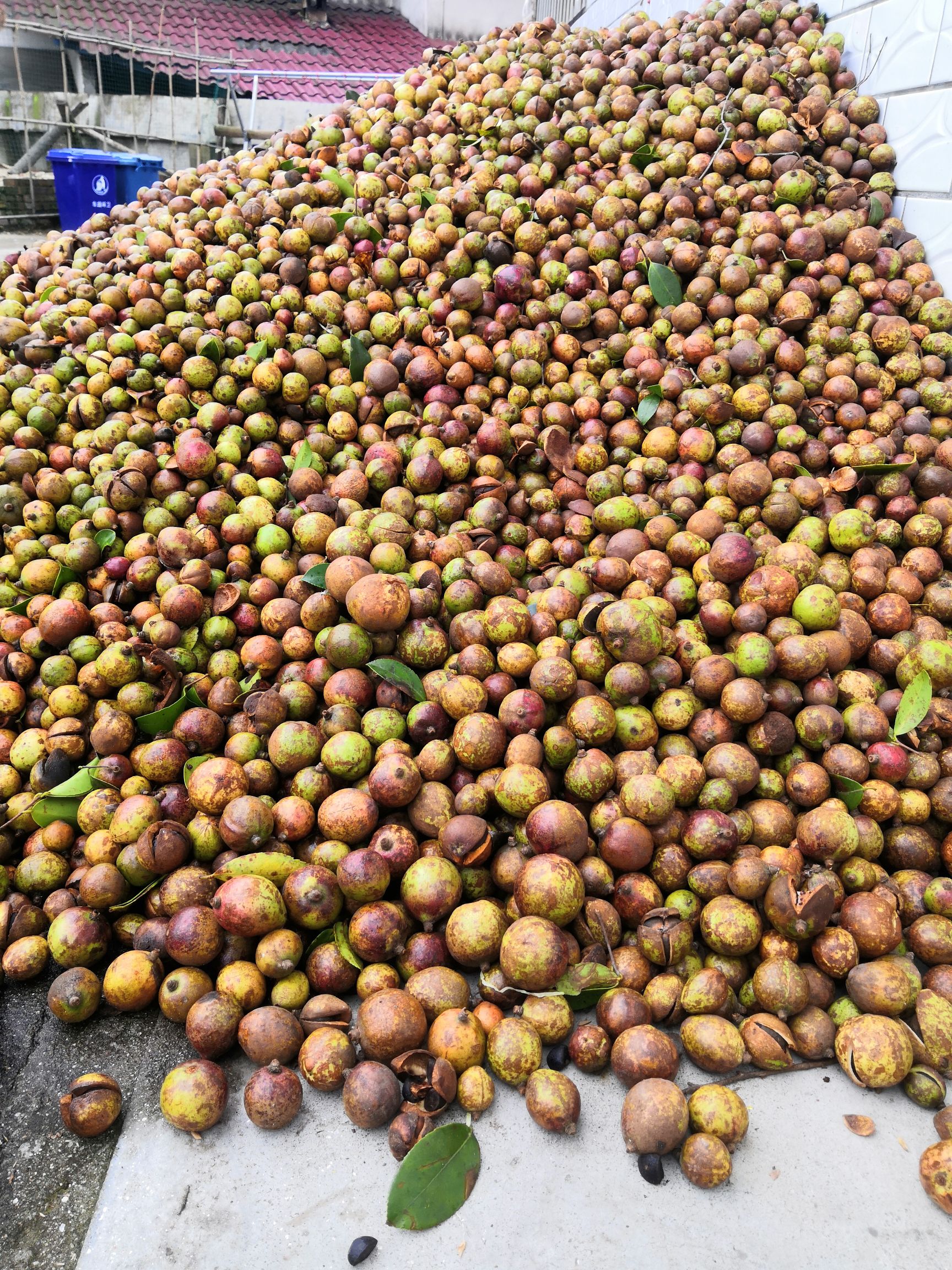 湘林210茶树苗湘林69号油茶苗 长期供应大小单运费到付