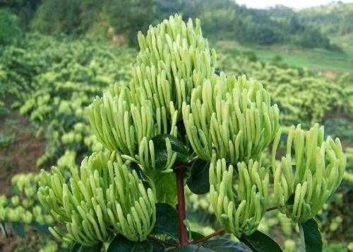 秀山湘蕾五号金银花苗 种苗源头供应