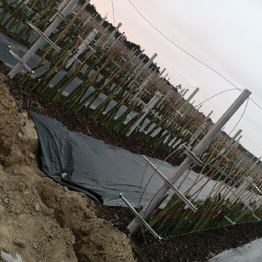兴安县格栅 专业搭葡萄避雨棚，猕猴桃架、百香果架、火龙果架，等各种瓜果架