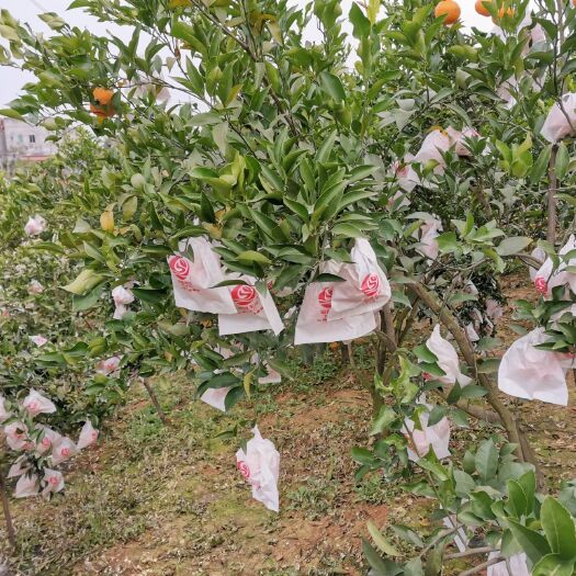 金堂县耙耙柑 一级果 