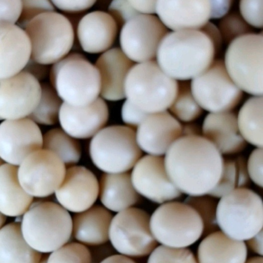 贵阳中黄13黄豆 生大豆 1等品