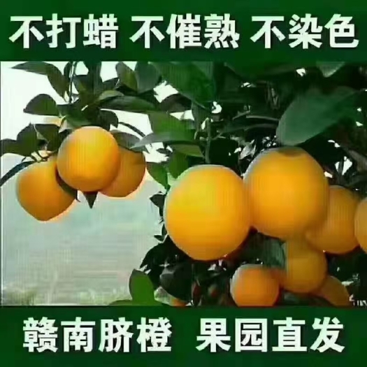 宁都县富硒赣南脐橙助农扶贫农特柑橘