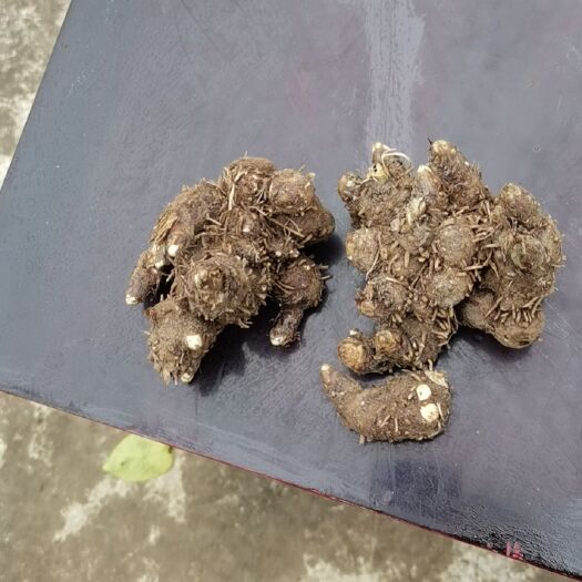 保康县茅苍术
