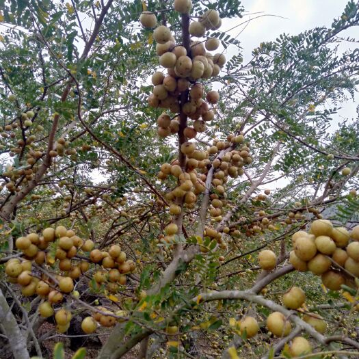陆丰市甜种 特级果 