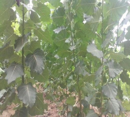 涡阳县107速生杨树苗，欧美杨树苗，无絮杨树苗涡阳达轩农林直供