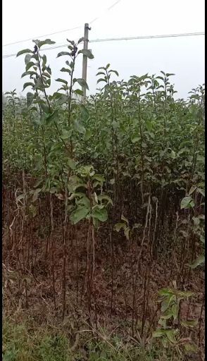 淮南八月酥梨苗 优价供应精品梨树苗