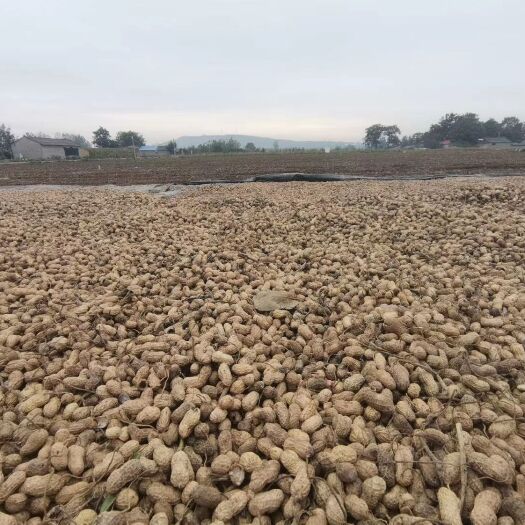 郏县带壳花生 河边种的大花生