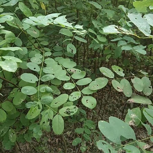 利川市 刺槐苗，量大荒山造林，存活率高