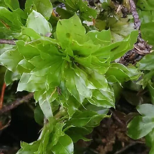 昆明回心草干货颜色绿色选货出售欢迎订购