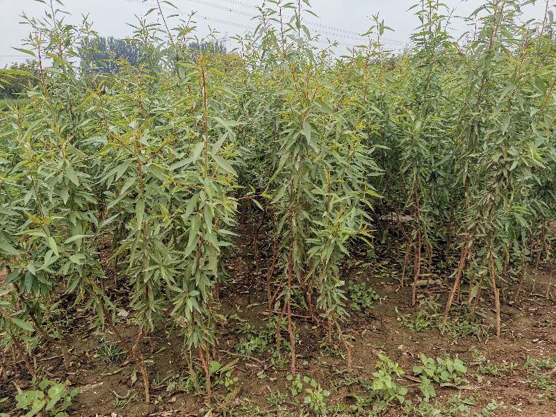 泰安扁桃苗|扁桃树苗|扁桃苗品种介绍|扁桃苗价格多少钱|巴旦木苗