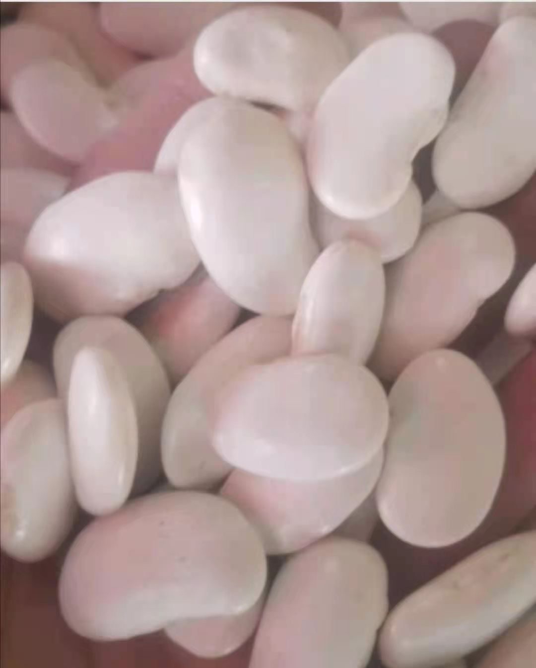 白芸豆  芸豆大白豆