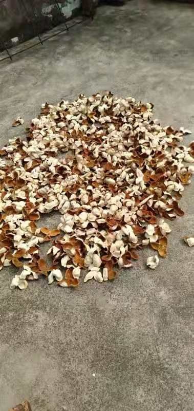 江门新干陈皮 