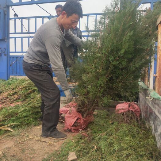 莒南县窄冠侧柏 侧柏50公分到两米以上的有量