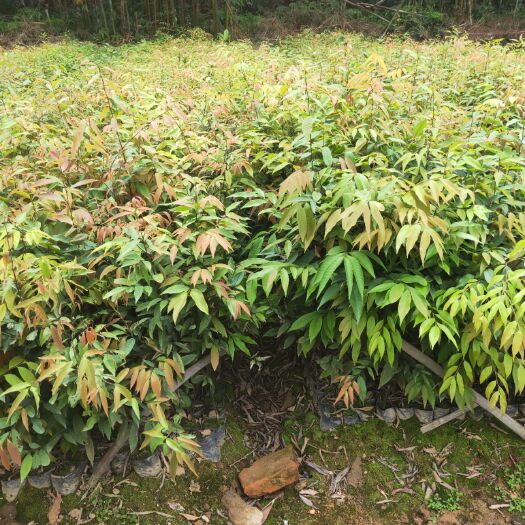 广州红椎树苗 红椎苗