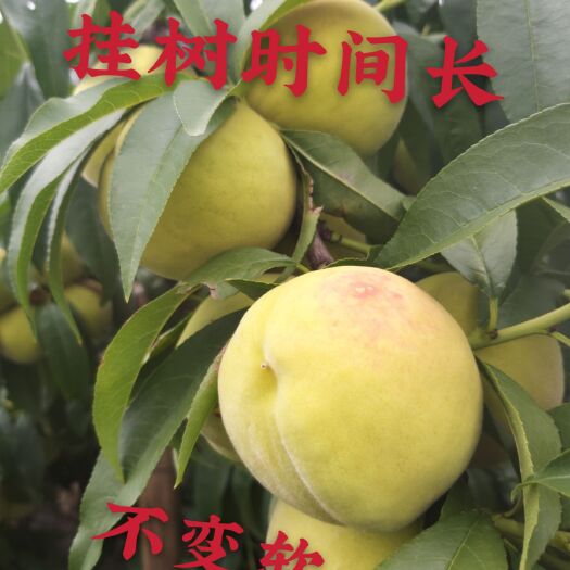 平邑县黄金桃苗  老黄金桃树苗，优质嫁接苗，包品种 一手货源