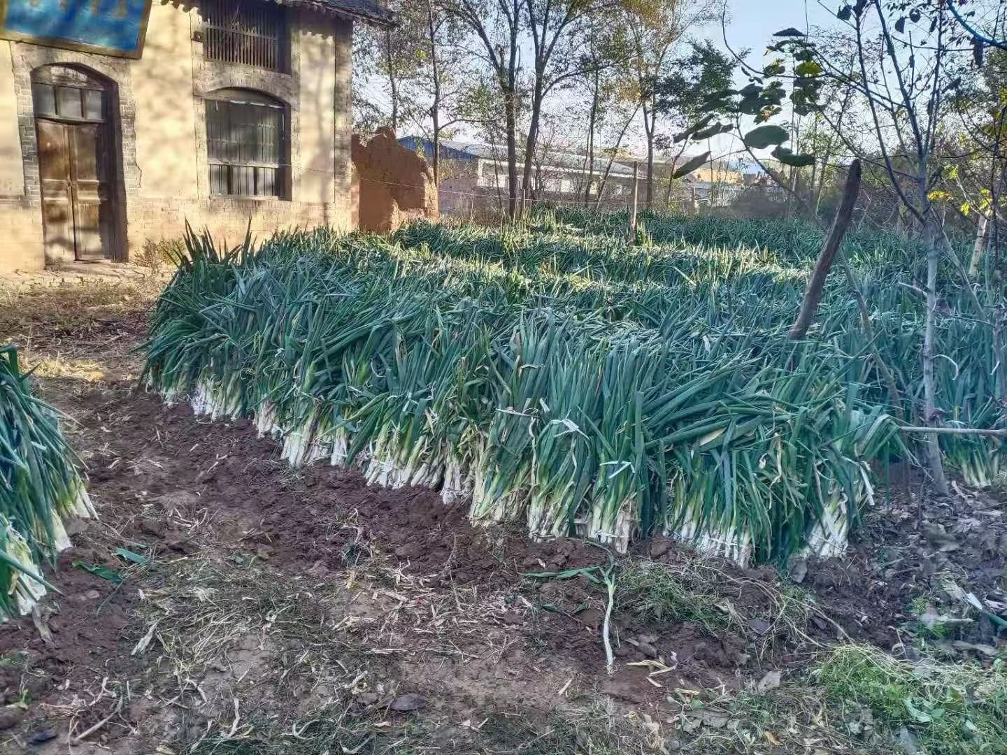 长白大葱，鸡腿大葱，葱头大，葱头白，也像鸡腿，质量好