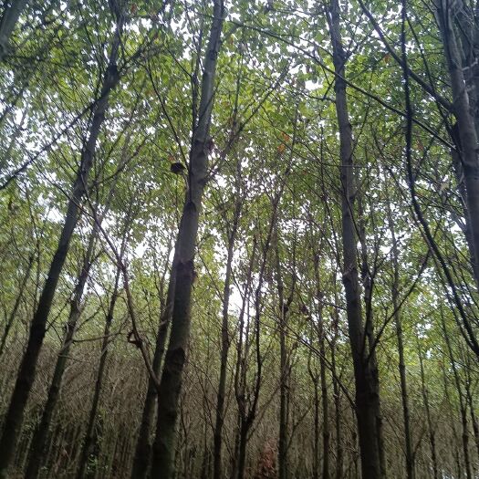 宜章县大叶樟 各种规格香樟，桂花等绿化苗木