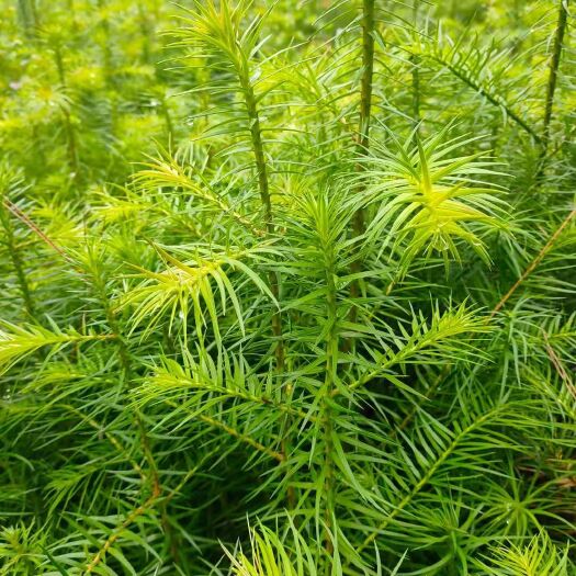 利川市杉木树苗  木质好，长势快，优良品种