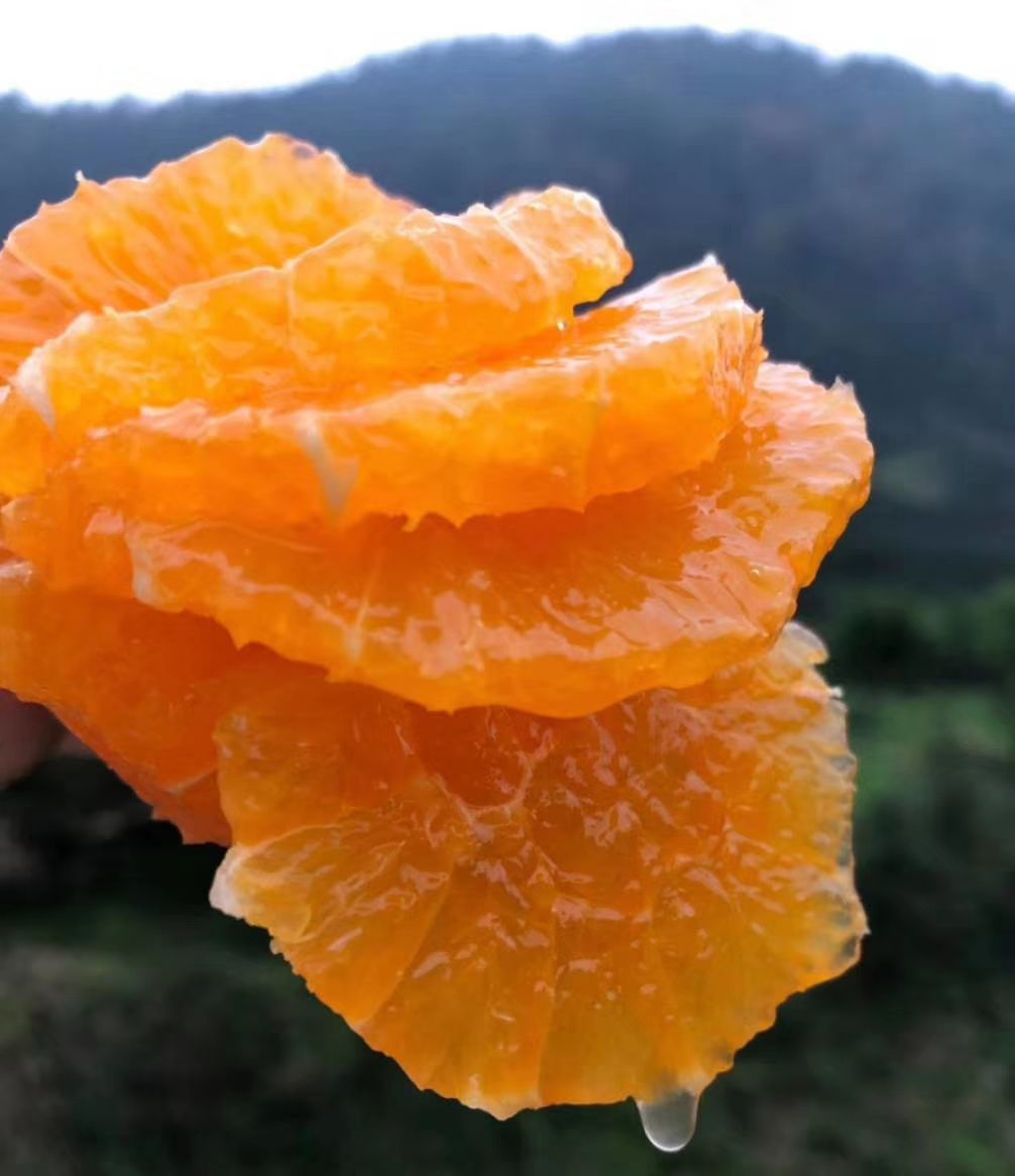 九月红果冻橙 香甜多汁果肉细腻化渣老少皆宜产地直发