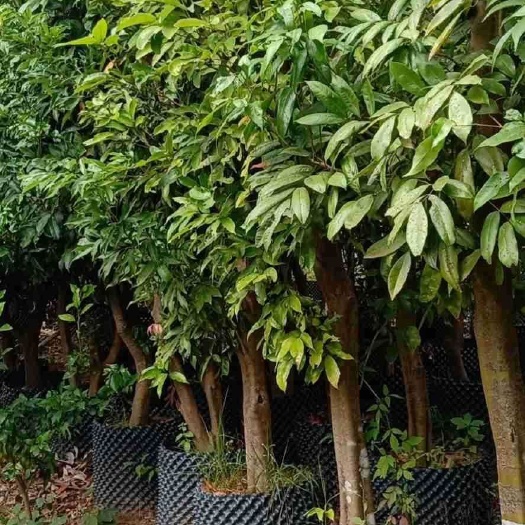 钦州荔枝高压苗 占地工程绿化用苗农户直销地径4—10公分普通荔枝苗实生苗