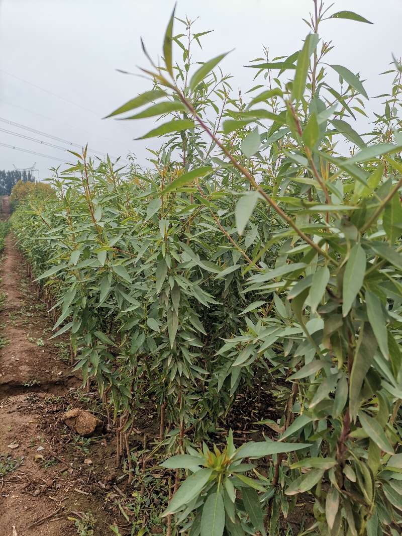 泰安扁桃树苗  巴旦木苗|巴旦木树苗|巴旦木苗品种介绍|巴旦木苗价格多少钱