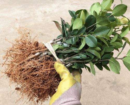安福县油茶苗 