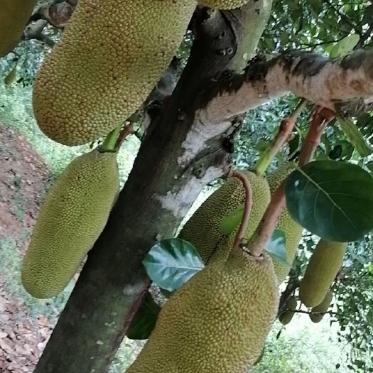 儋州市红肉菠萝蜜  海南菠萝蜜