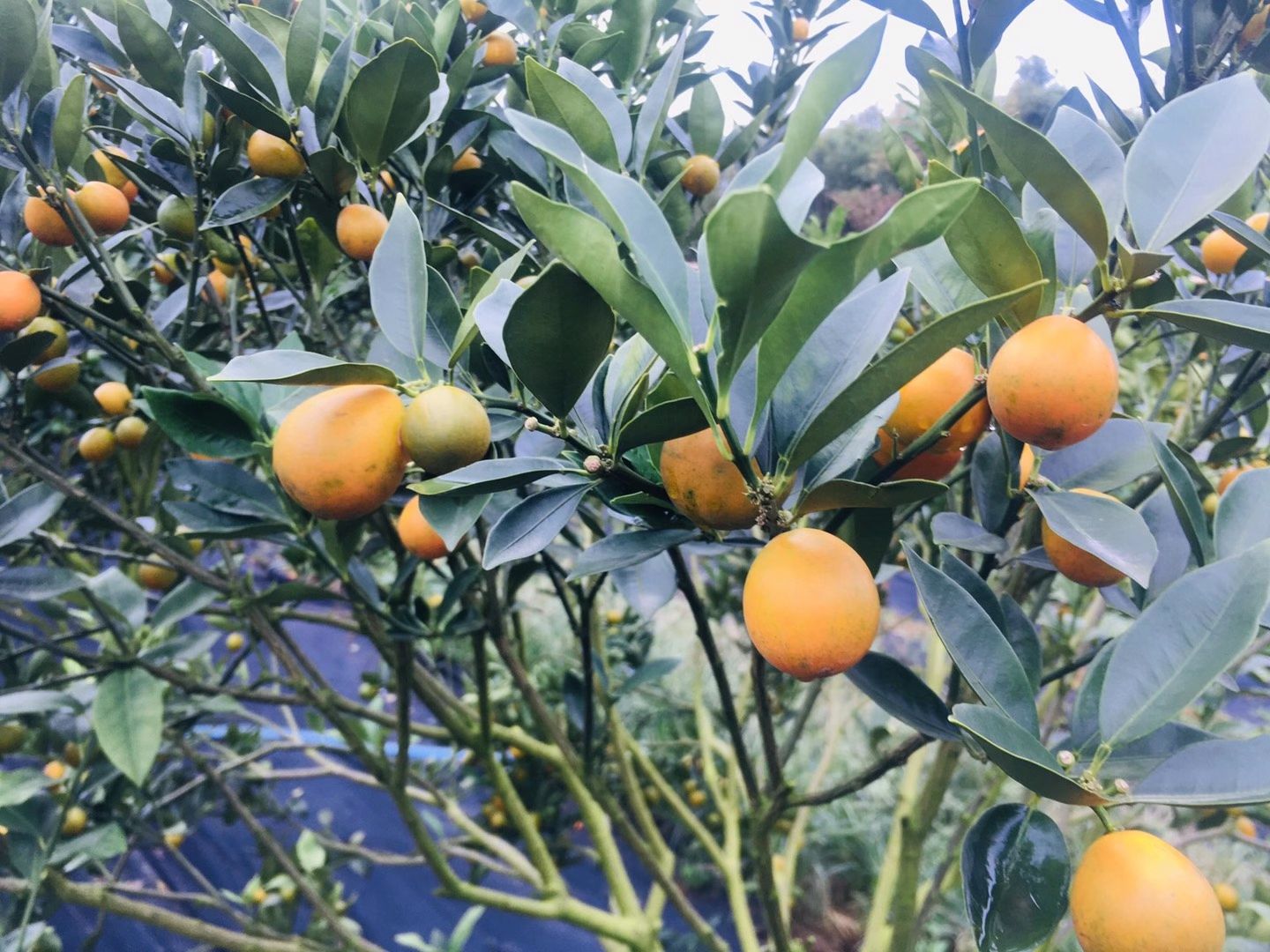 广西融安脆蜜金桔大果 新鲜柑橘类水果