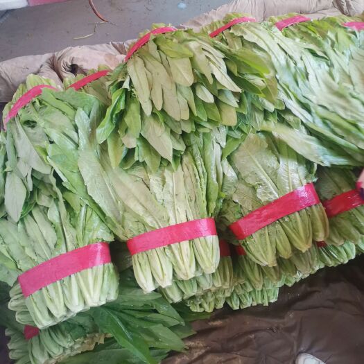 邯郸油麦菜  一手货源质量优良需要的老板联系我