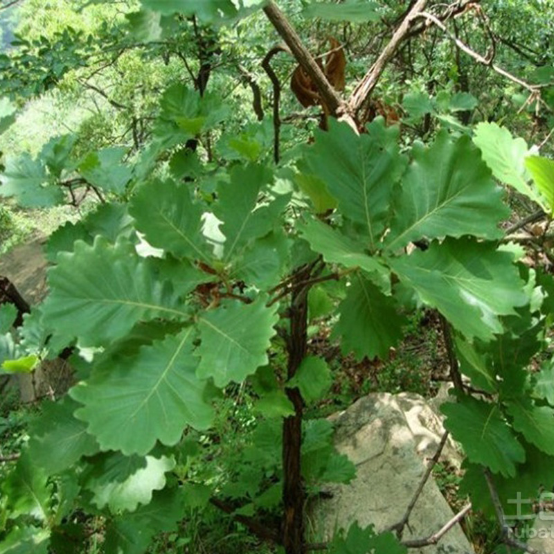 安阳供应1－3年橡树苗，橡子树苗，量大