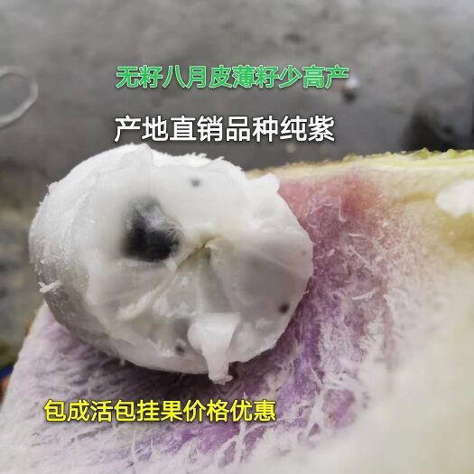 古丈县八月瓜苗  无籽 八月炸果树 八月瓜树苗