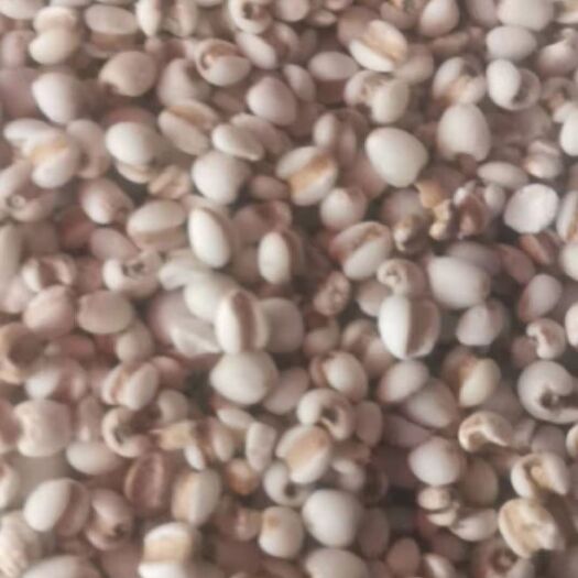 贵阳生薏仁  意仁米